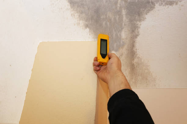 Professional Mold Removal in Park Hills, MO